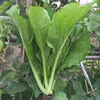 Green fast grow Assorted vegetable seedlings F1 kale kailan Mustard cabbage seed