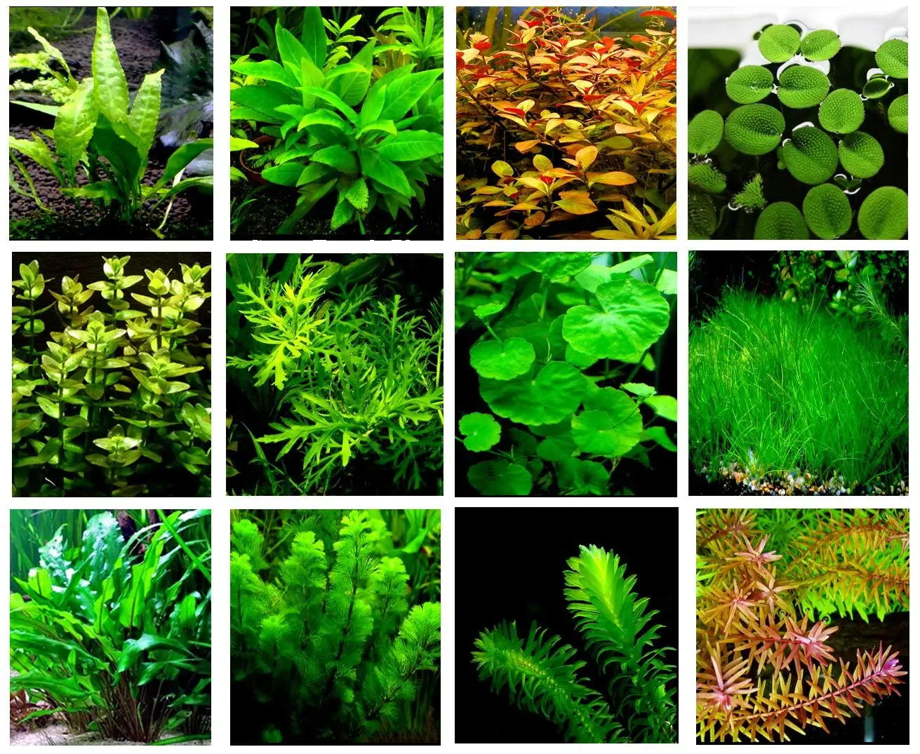 аквариумные растения каталог с фотографиями и названиями
