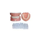 Standard Size Dismountable Teeth Structure Model Dental Typodonts
