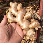 China/Chinese "Fresh Ginger in Mesh Bag"