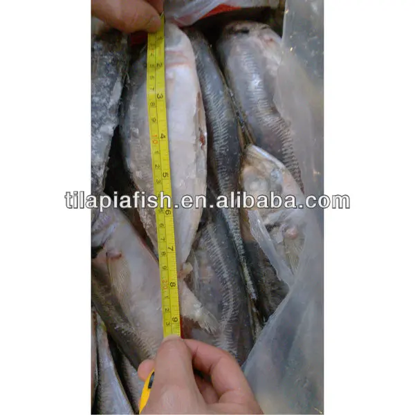 canning fish horse mackerel