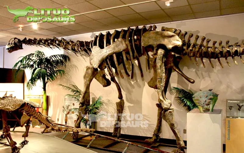 dinosaur skeleton life size