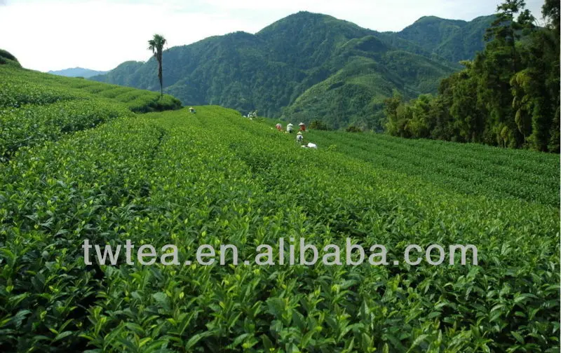 high mountain tea planting base