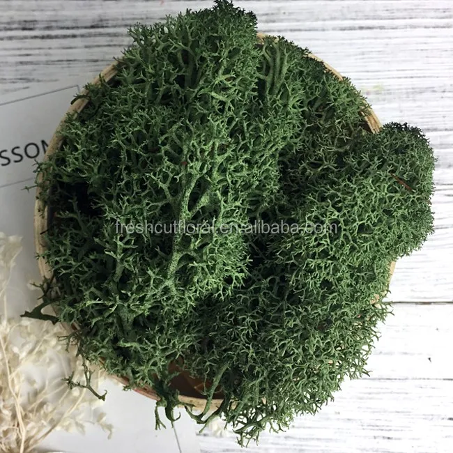 a grade long lasting moss green real preserved moss for