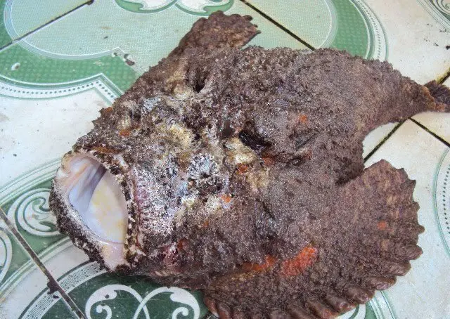 Stonefish,tree frog stone fish