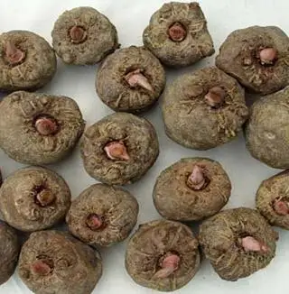 Anti Constipation 85% Glucomannan Powder - Buy Konjac Anti Constipation 85% Glucomannan Powder - Buy Konjac