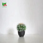 Centerpiece 14cm Wholesale Mini Cactus Design Semillas de Cactus For Decor