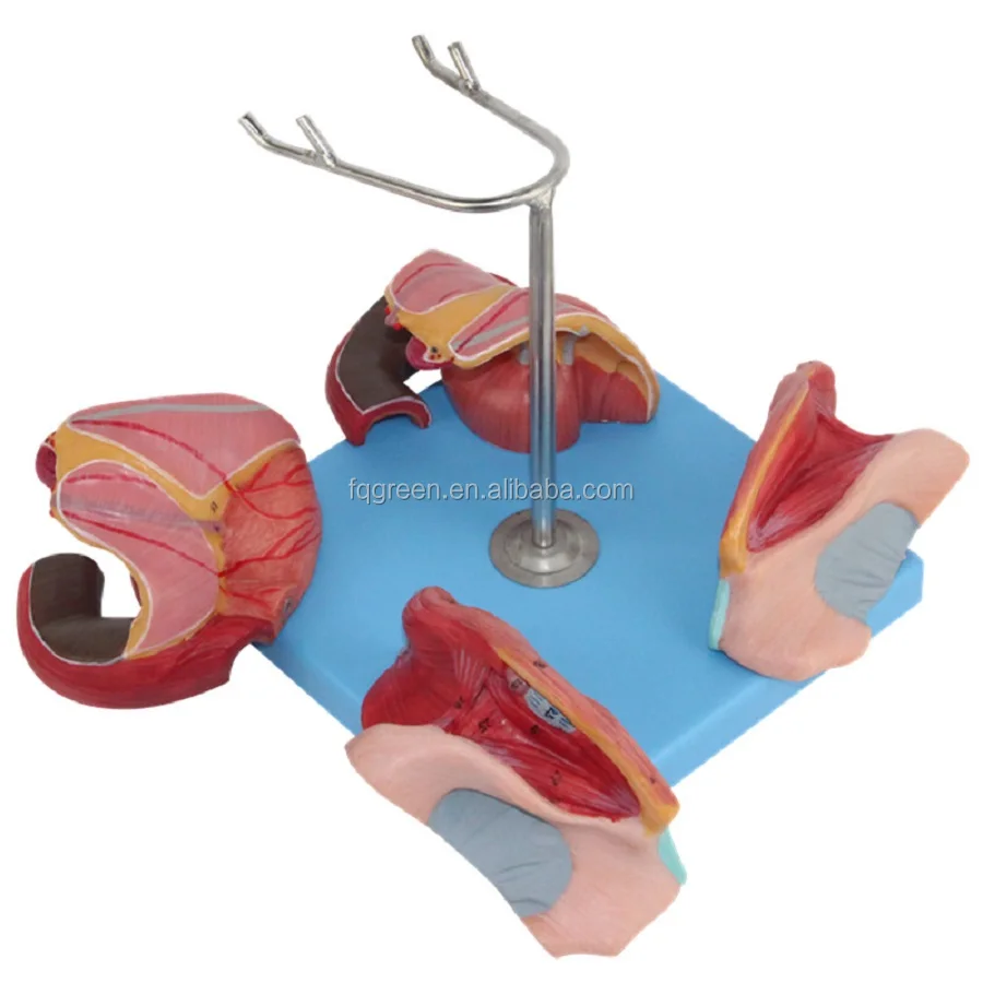 Female Genital Organ Structure Model Buy Female Perineum And Internal