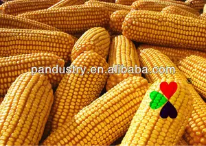 corn plant growth hormone
