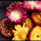 Bracteantha Bracteata Strawflower Colorful Chrysanthemum Flowers