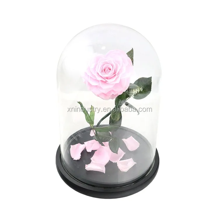 preserved flowers and plants special gift & decoration.