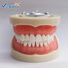 High Quality Dental Typodont Teeth Model Chinese frasaco teeth