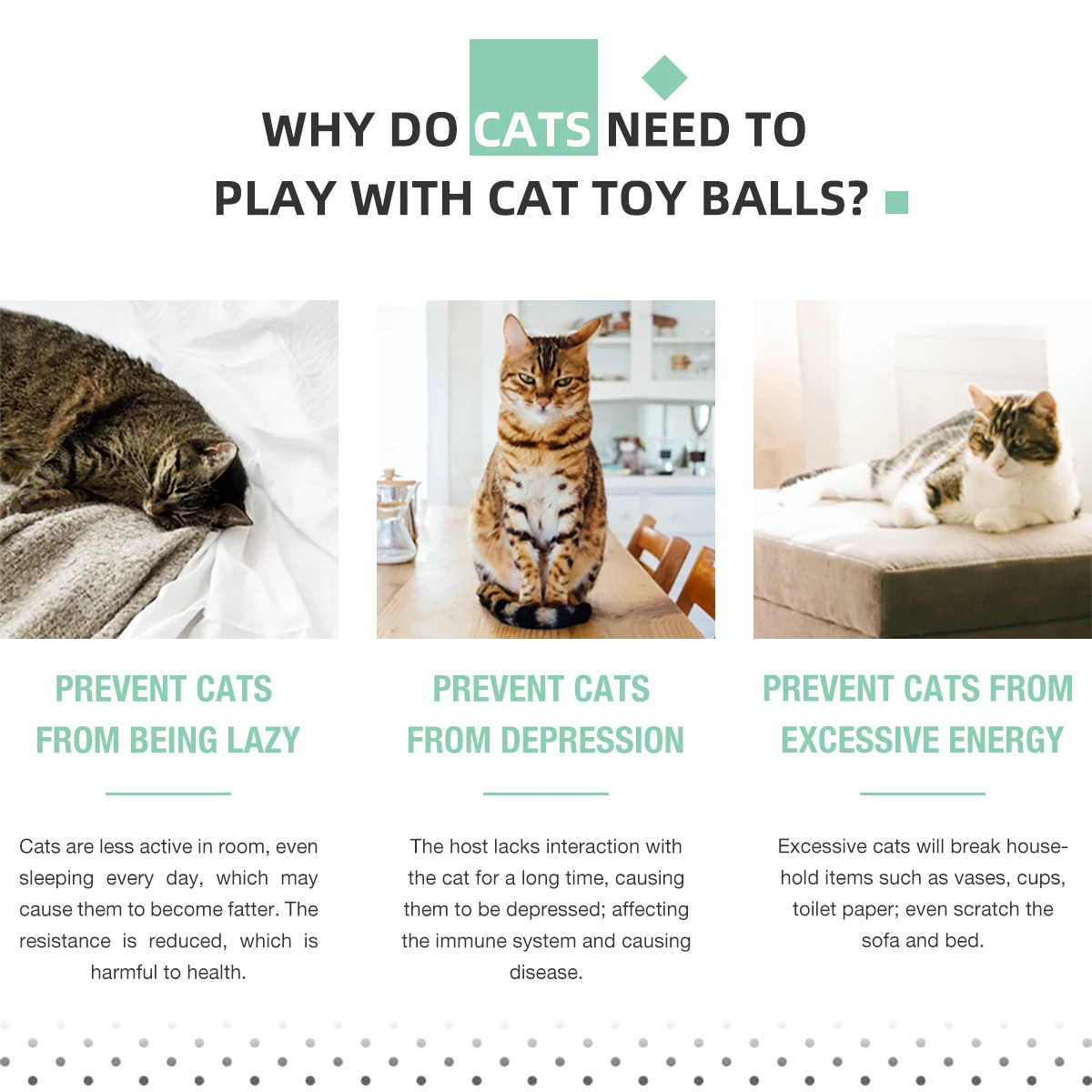 Pet Cat Care Tips