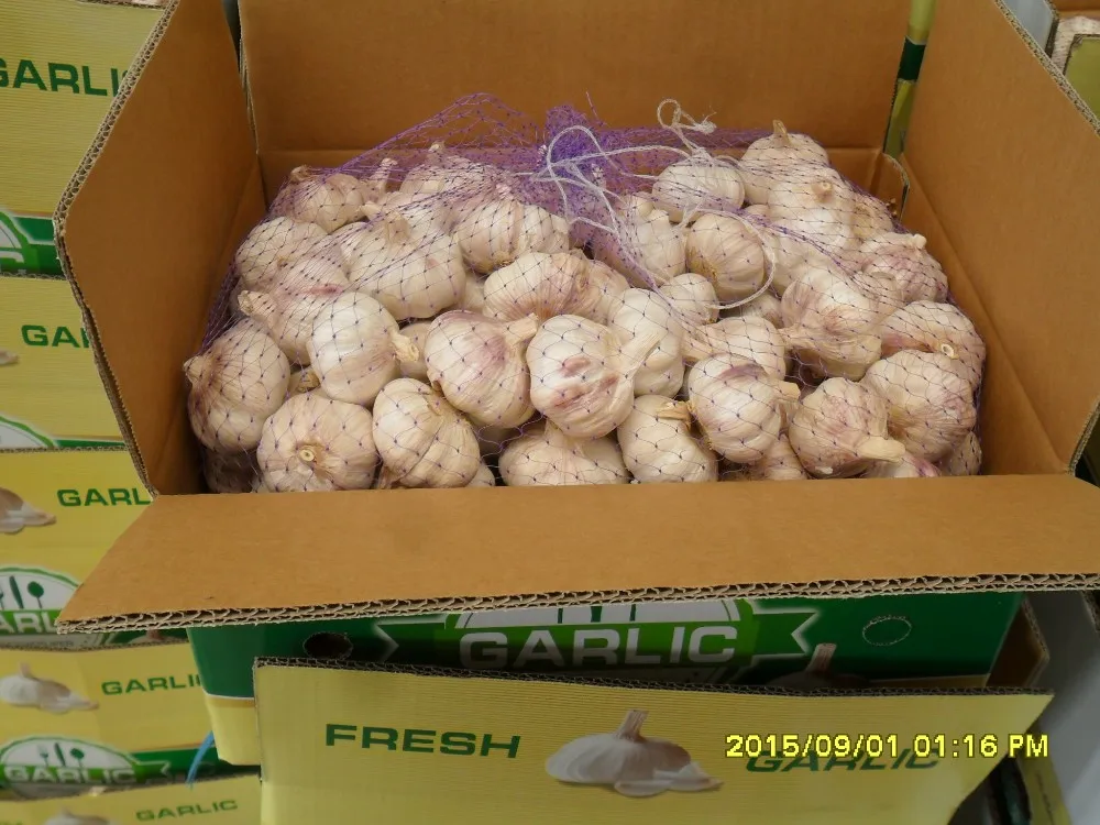 China Factory Exporter 2017 New Crop Normal White Garlic