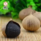 Single clove black garlic / solo garlic supply
