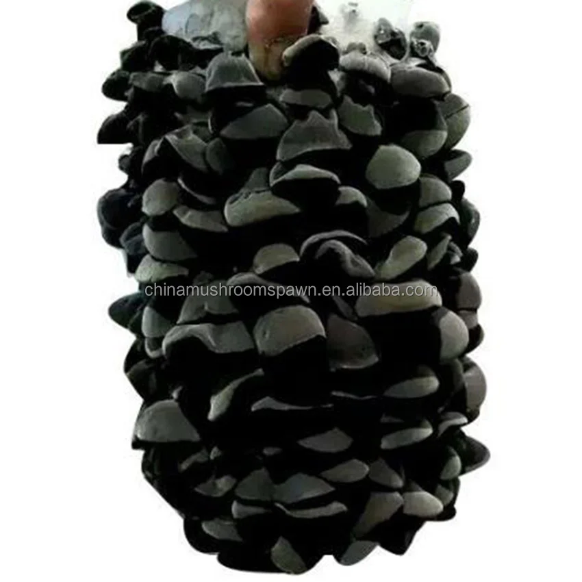 high quality auriculariales edible tree fungus agaric mushroom