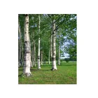 Hot Selling Green Birch Forest Diy Oil Painting By Numbers Handpainted Oil On Canvas 40*50cm, Oil Canvas Paint By Number