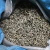 Hot sale in Russia sun kelp,seaweed noodles,dry laminaria in fujian,China