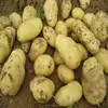 /product-detail/certified-fresh-100-200g-for-export-sweet-dutch-seed-potato-60261281527.html