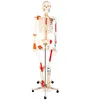 /product-detail/hc-11102-1-human-skeleton-with-painted-muscle-and-ligament-model-60282771138.html