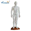 High quality English marks human body acupuncture model acupuncture point model