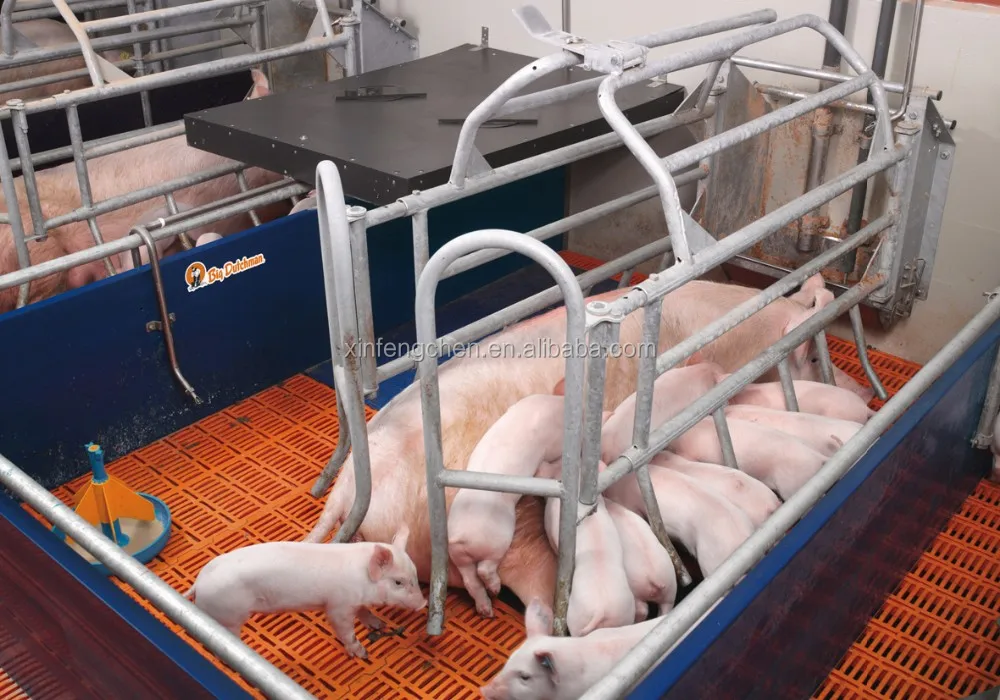 liquide-feeding-in-farrowing-house