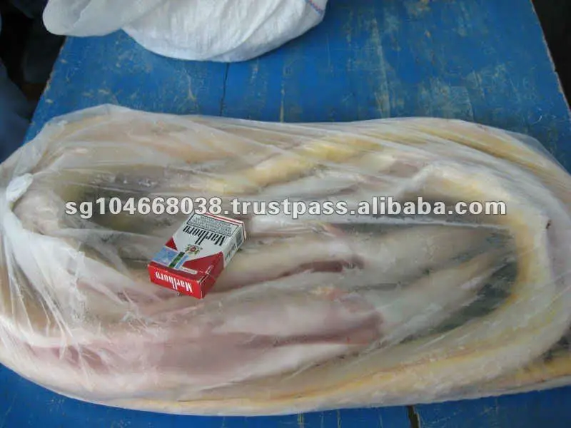 conger eel whole