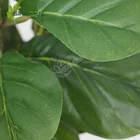 2020 Factory Wholesale Bonsai Tree Plastic Ficus Lyrata Fig Fiddle Leaf Artificial Plant