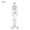 /product-detail/hot-selling-medical-plastic-human-skeleton-60532711167.html
