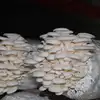 /product-detail/hot-sale-white-color-oyster-mushroom-spawn-60354024353.html