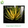 Beautiful color natural Haworhtia margaritifera variegata