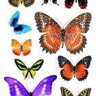 3D butterfly wall decoration sticker / removable wall decoration decal