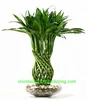 /product-detail/vase-shape-lucky-bamboo-air-bonsai-tree-dracaena-60365603309.html