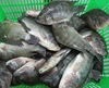 Sea Foods And Frozen Foods Fish Frozen Tilapia