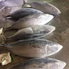 2kg up Auxis rochei Frozen Bonito fish bullet mackerel for canning