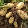 cheap price New crop fresh Potato