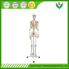 Human skeleton model / Biological anatomical model