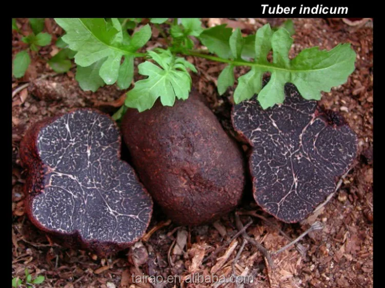 Offer belgian truffles fresh desert truffle totally black truffle mushroom