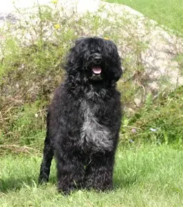 portugese water dog