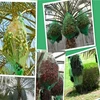 Both top opening green mesh net bag for date palm tree,date mesh net bag,date palm net bag for date
