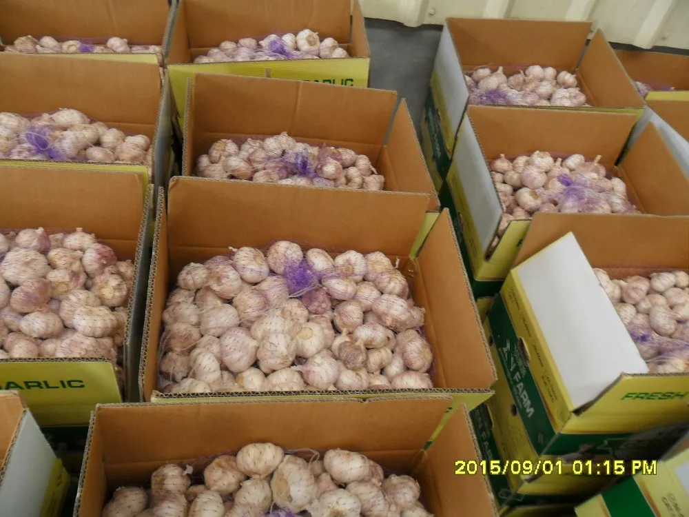 China Factory Exporter 2017 New Crop Normal White Garlic