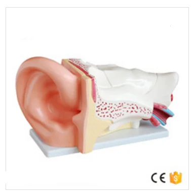 الأوسط حجم البلاستيك الأذن البشرية نموذج تشريح ل السمع عيادة