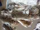 Rex Rabbit Fur Rrabbit Rabbit Natural Rex Rabbit Fur Skins / Wholesale Rex Rrabbit Fur Pelts / Frozen Rabbit Skin