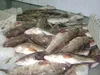 fresh frozen giant white grouper fish