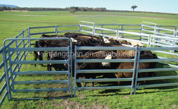 CattlePanel_5BarCattleKing