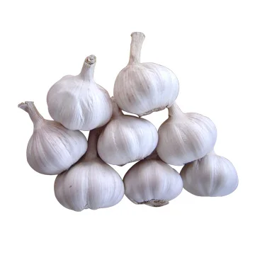 Garlic.jpg