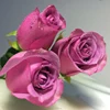 Wholesale ecuadorian roses fresh cut flowers for home decoration