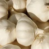 /product-detail/2019-china-chinese-best-fresh-natural-garlic-62177220627.html