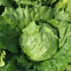 /product-detail/touchhelathy-supply-hybrid-f1-hot-resistance-bolting-resistance-heat-tolerant-lettuce-seeds-for-sale-60089732726.html