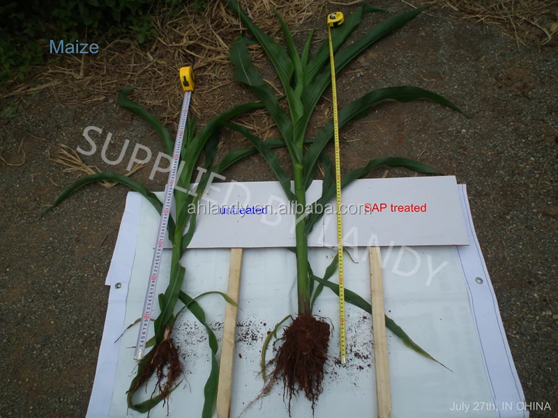 MAIZE .jpg